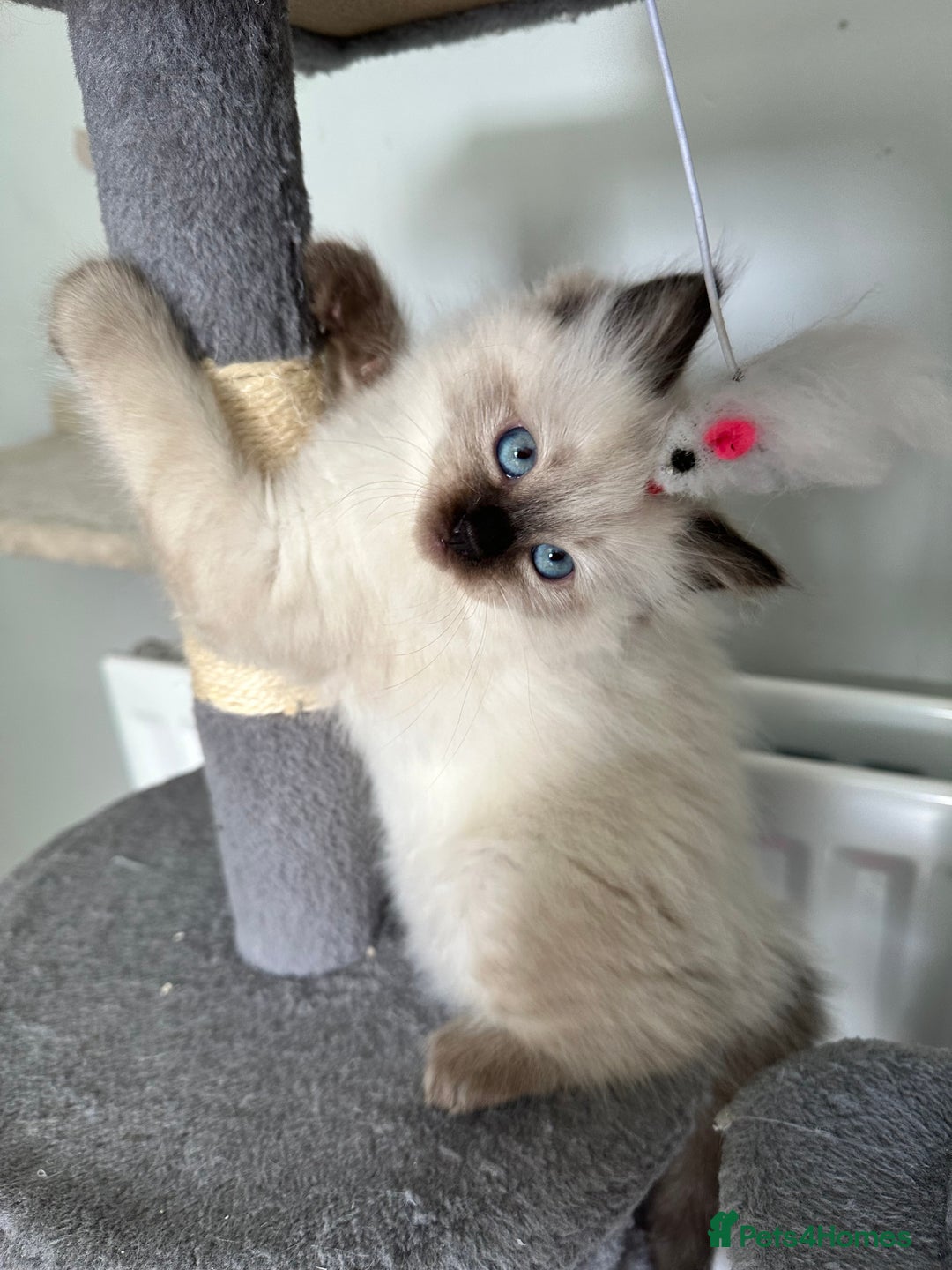 Ragdoll cats for sale: Ragdoll - Image 9