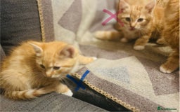 Domestic Shorthair cats for sale: *Ginger Bundles of Joy! 🐱❤️* - Image 4