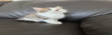 Siberian 2
