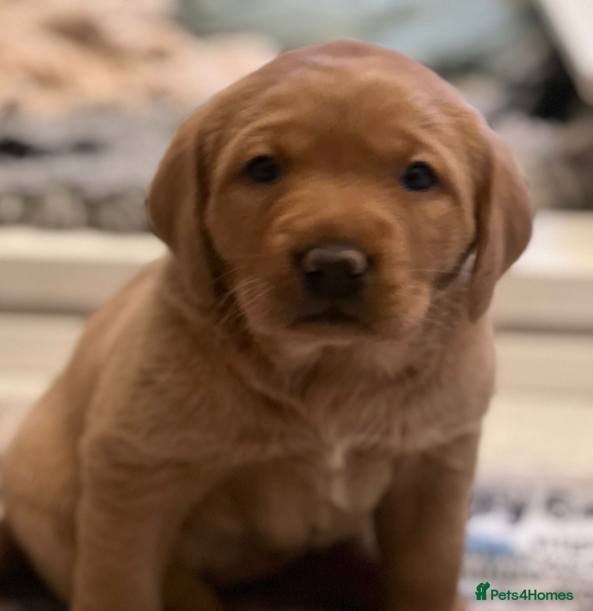 Labrador Retriever dogs KC Fox Red labradors - Advert 15