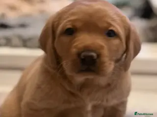 Labrador Retriever dogs KC Fox Red labradors - Advert 16