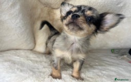 Chihuahua dogs for sale: Chihuahua long coat. Marble  - Image 8