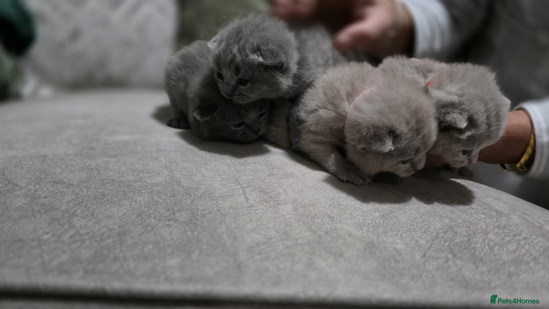 British Shorthair cats for sale: ** LAST ONE LEFT BLUE MALE British Shorthair ** - Advert 17