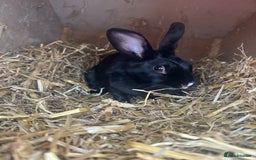 Mixed Breed rabbits for sale: Female Rabbit to be rehomed  - Image 8