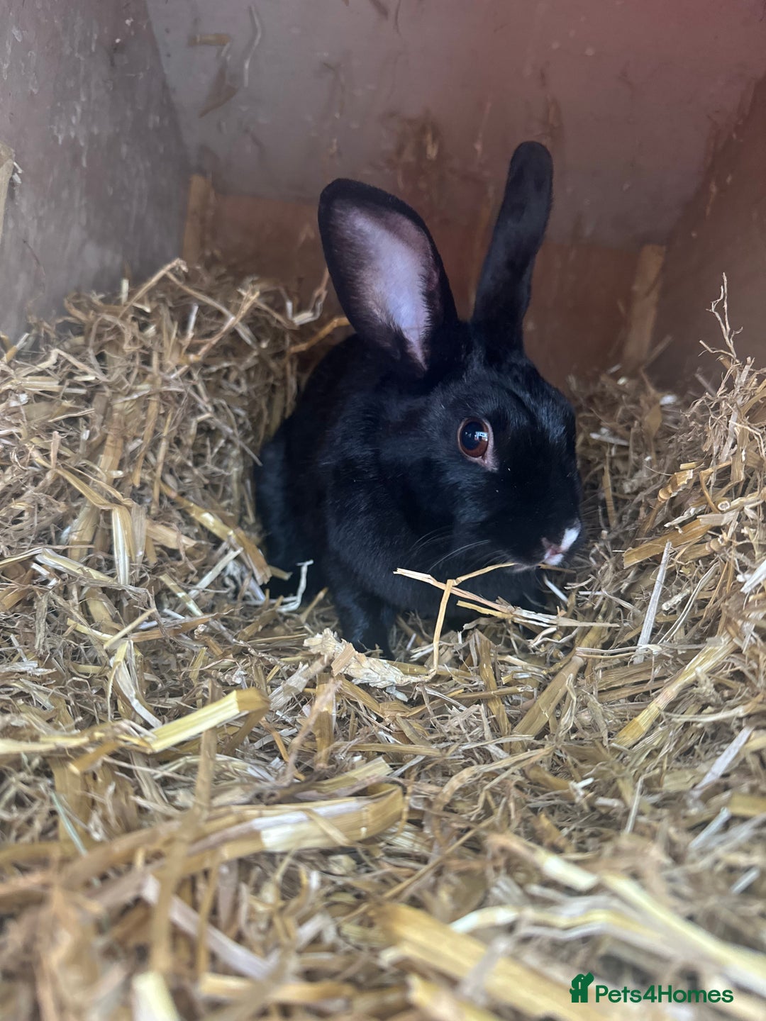 Mixed Breed rabbits for sale: Female Rabbit to be rehomed  - Image 8
