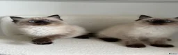 Ragdoll cats for sale: 1 male 1 female ragdoll kitten in Newcastle upon Tyne - Advert 7