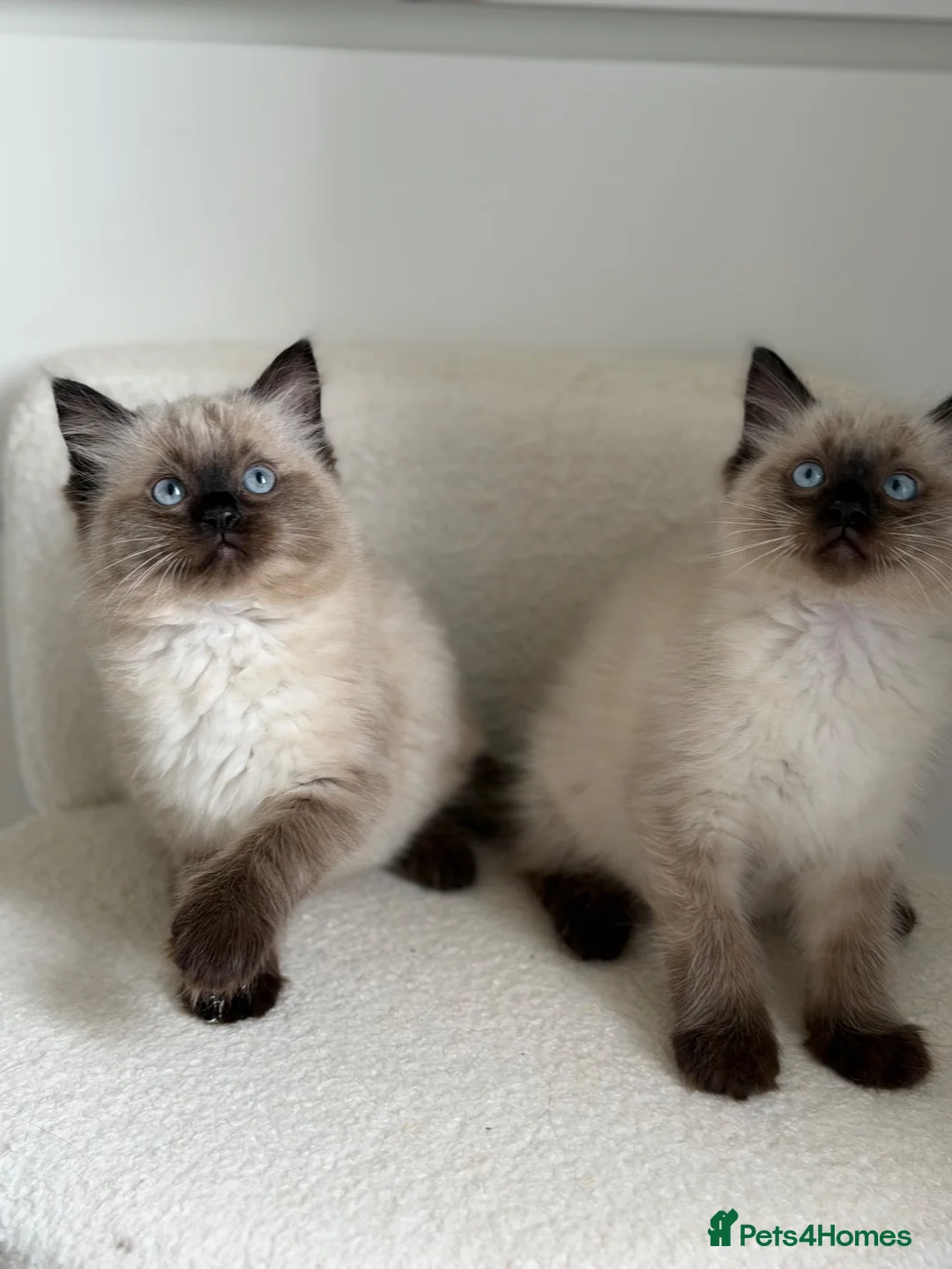 Ragdoll cats for sale: 1 male 1 female ragdoll kitten in Newcastle upon Tyne - Advert 7