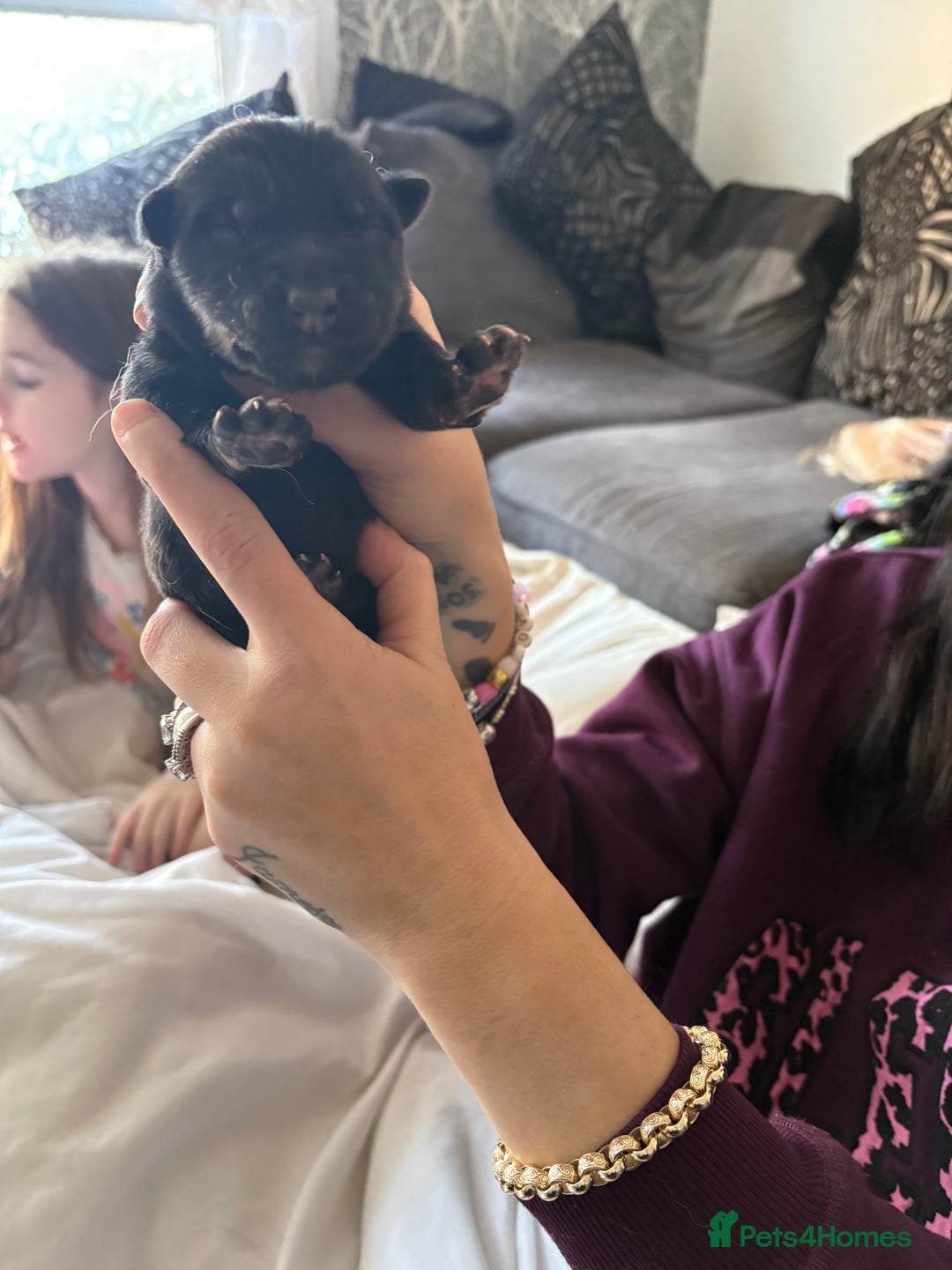 German Shepherd dogs for sale: 7 German shepherd puppies  - Advert 5