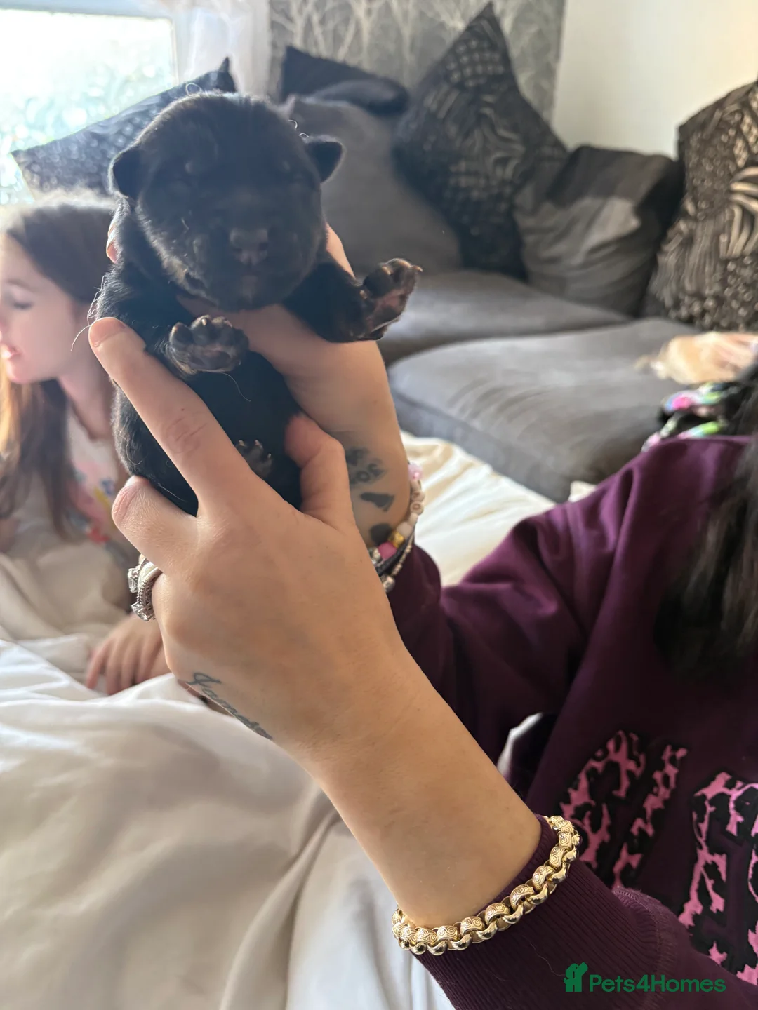 German Shepherd dogs for sale: 7 German shepherd puppies  - Advert 5