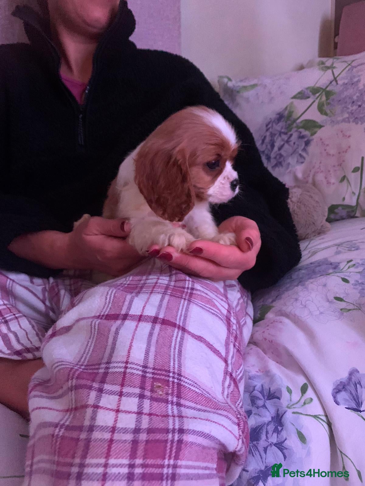 Cavalier King Charles Spaniel dogs HEALTH TESTED PARENTS King Charles cavalier pups  - Advert 6