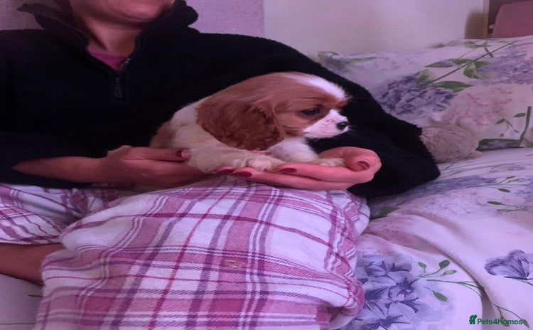 Cavalier King Charles Spaniel dogs HEALTH TESTED PARENTS King Charles cavalier pups  - Advert 2