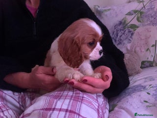 Cavalier King Charles Spaniel dogs HEALTH TESTED PARENTS King Charles cavalier pups - Advert 8