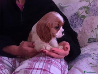 Cavalier King Charles Spaniel dogs HEALTH TESTED PARENTS King Charles cavalier pups - Advert 16
