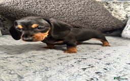 Miniature Dachshund dogs for sale: Miniature Dachshund Boys Ready Now  - Image 6