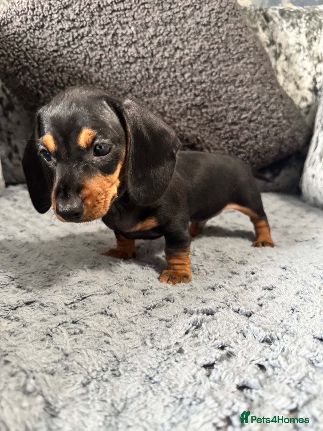 Miniature Dachshund dogs for sale: Miniature Dachshund Boys Ready Now  - Image 6