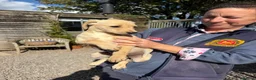 Labrador Retriever dogs for sale: Available Immediately! - Advert 5