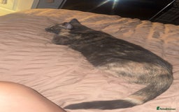 Mixed Breed cats for sale: Mixed breed kittens  - Image 2