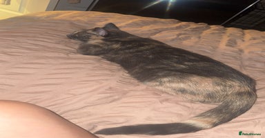 Mixed Breed cats - Advert 7