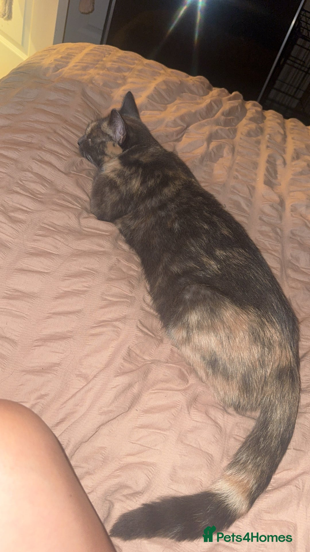 Mixed Breed cats for sale: Mixed breed kittens  - Image 2