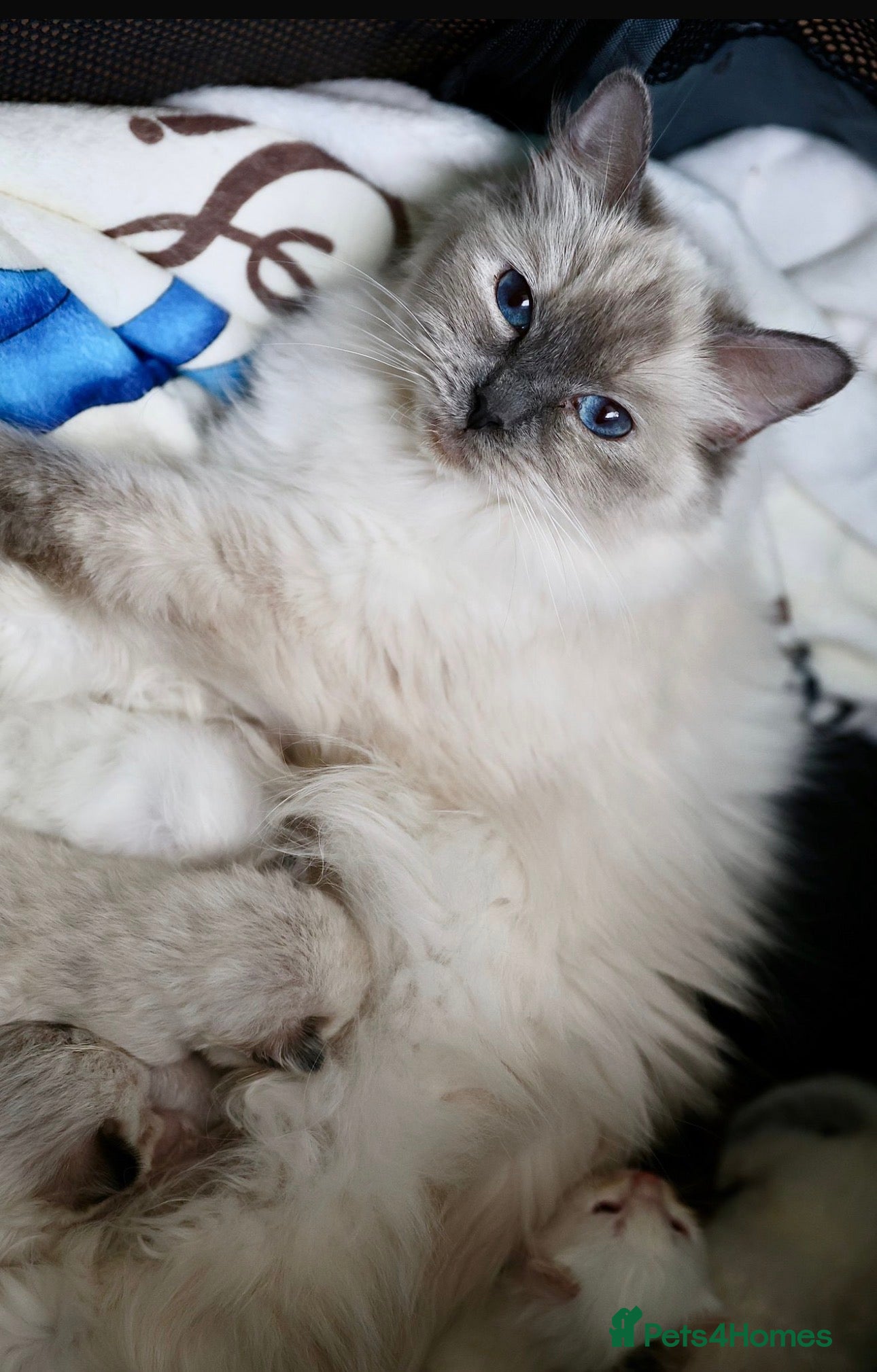 Ragdoll cats Beautiful GCCF champion ragdolls  - Advert 1