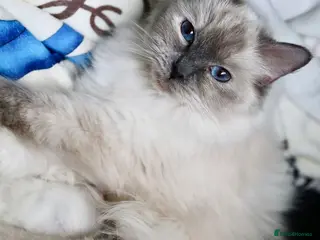 Ragdoll cats for sale: Beautiful GCCF champion ragdolls - Advert 1