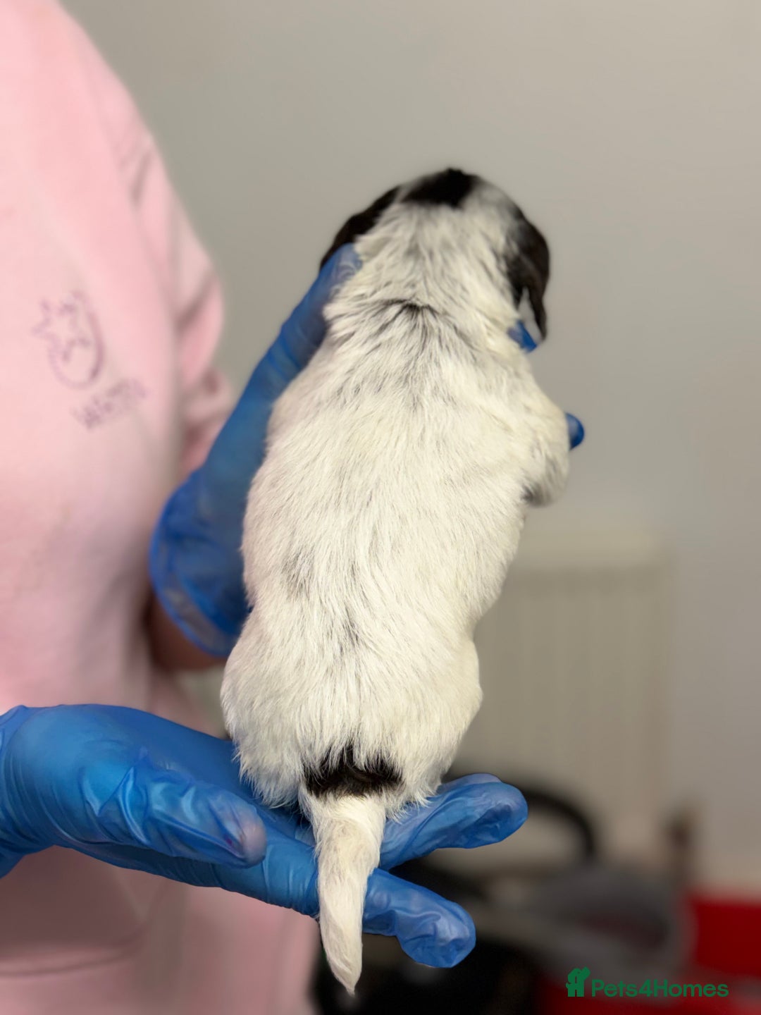 Cocker Spaniel dogs for sale: PureBred Cocker spaniel   - Advert 5