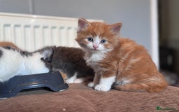 Domestic Shorthair cats for sale: ✨🐾 Gorgeous Kittens Looking for Loving Homes 🐾✨ - Image 2
