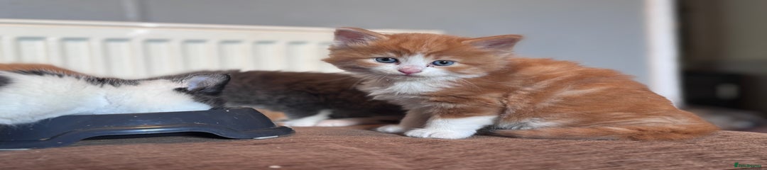Domestic Shorthair Kitten 2