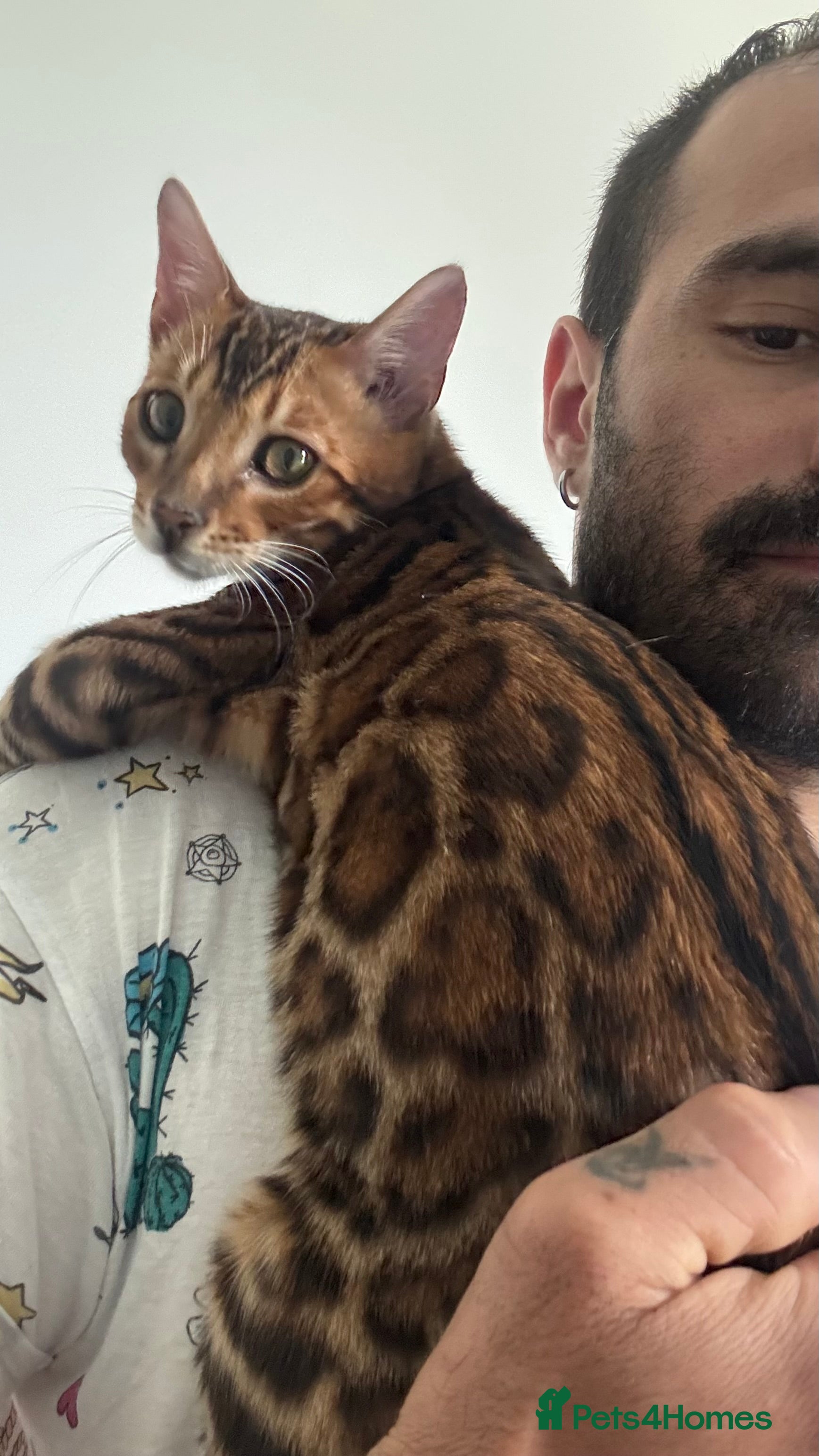 Bengal cats for sale: TICA Bengal cats adorable educated with kid NO UK  in London - Advert 23