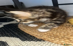 British Shorthair cats for sale: Loving kittens - Image 4