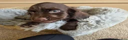 Cocker Spaniel dogs for sale: Working Type Cocker Spaniels - Advert 24