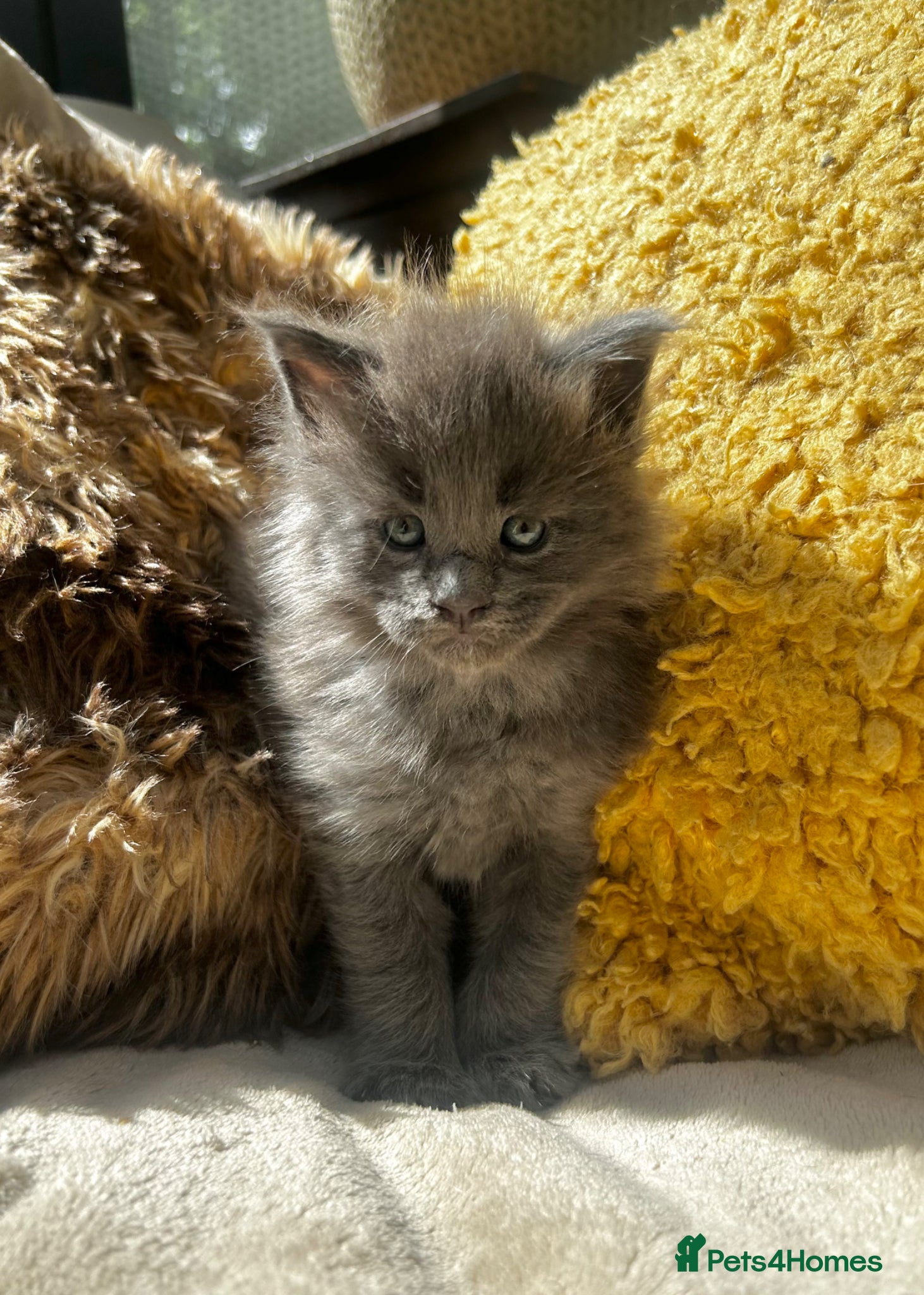 Maine Coon cats Extraordinary Chunky Maine Coon Boys- Rare Quality - Advert 1