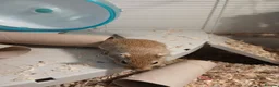 Gerbil rodents for sale: Full gerbil set up an 2 gerbils. in Caerphilly - Advert 3