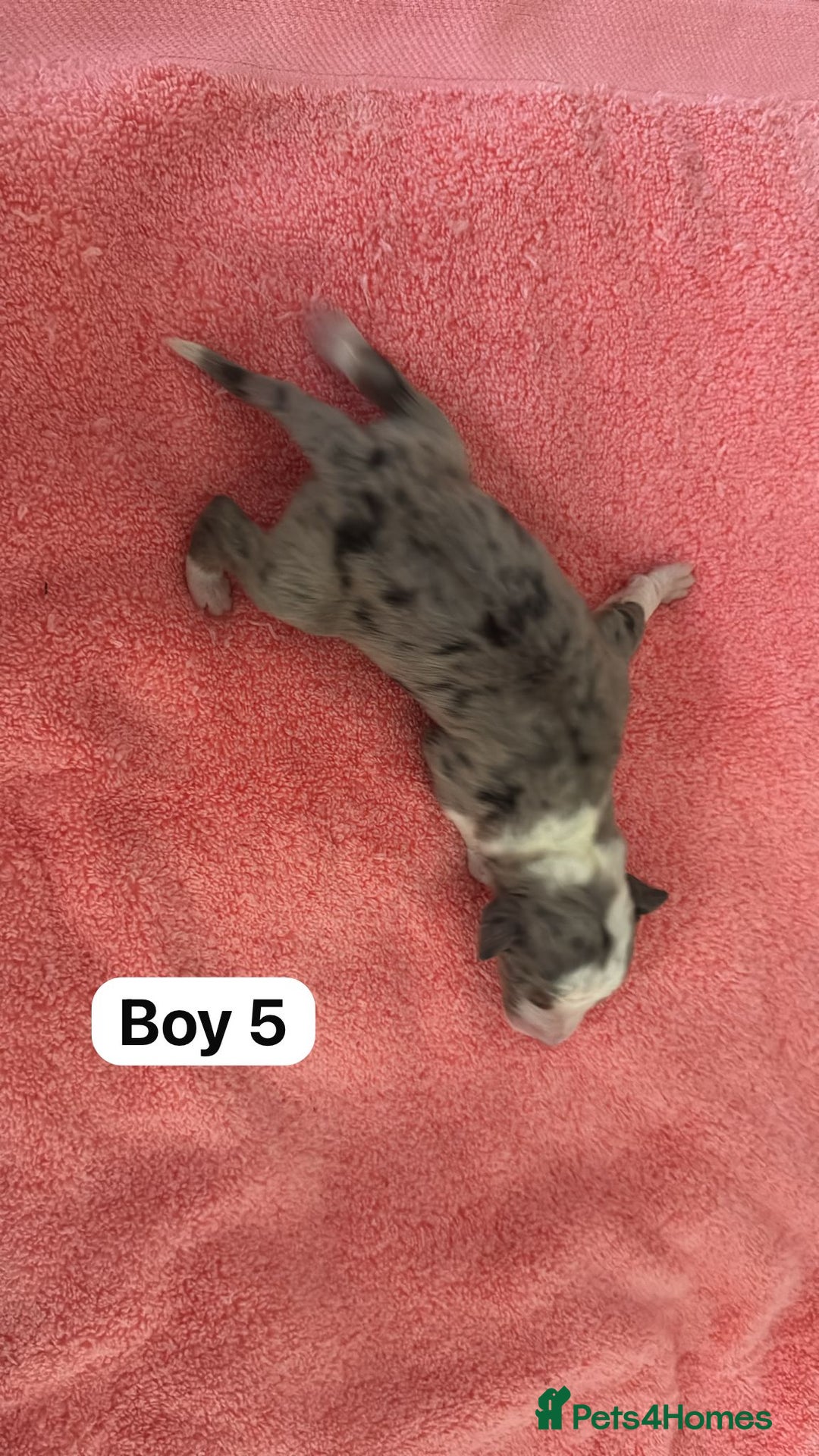 Border Collie dogs for sale: 10 border collies for sale  - Image 13