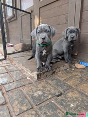 Cane Corso Puppy 4