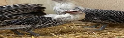 Chickens poultry for sale: Silver Campine  - Advert 19