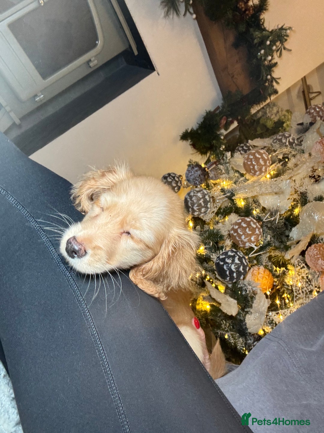 Miniature Dachshund dogs for sale: miniature long coat dachshunds - Advert 3