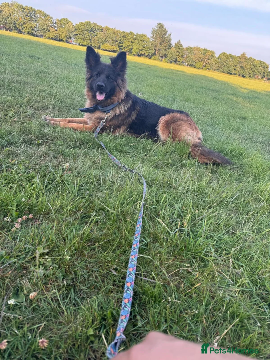 German Shepherd dogs for sale: German shepherd puppy - Short Coat, Long Coat - Advert 2