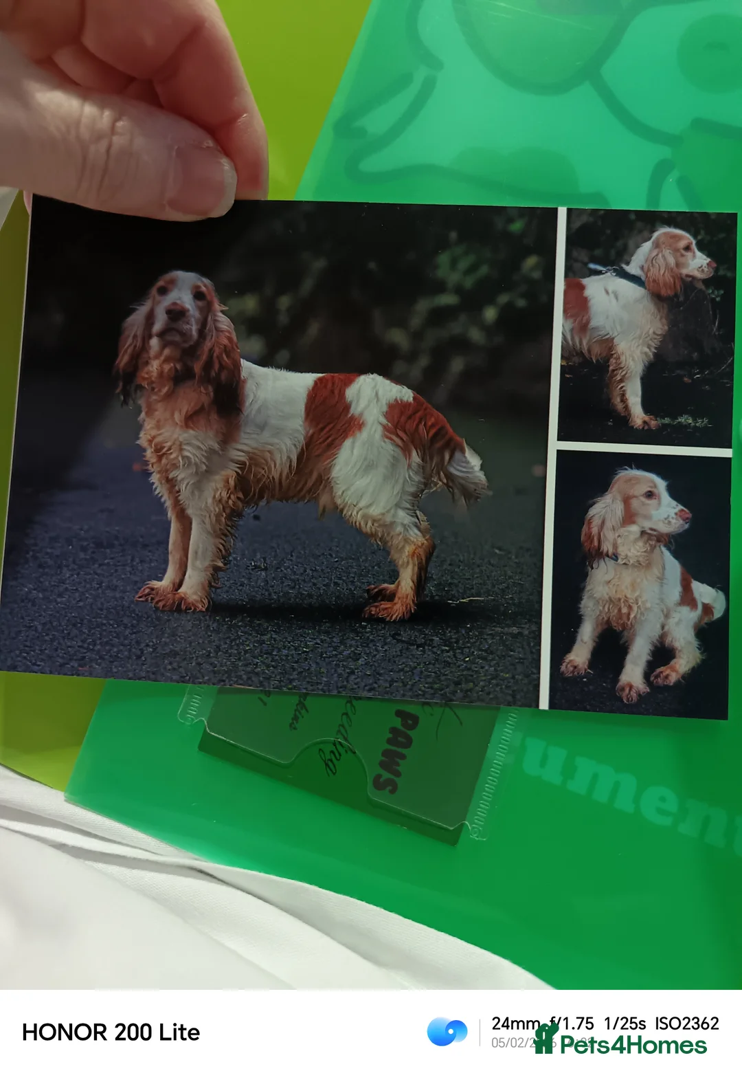 Cocker Spaniel dogs for sale: Cocker spaniel puooys - Advert 26