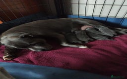 Staffordshire Bull Terrier dogs for sale: Blue Staffordshire Bull Terrier - Image 9