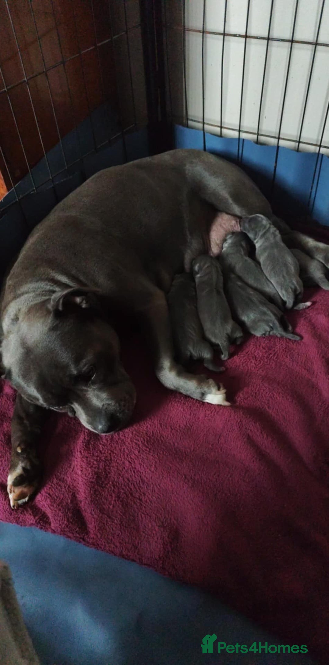 Staffordshire Bull Terrier dogs for sale: Blue Staffordshire Bull Terrier - Image 9