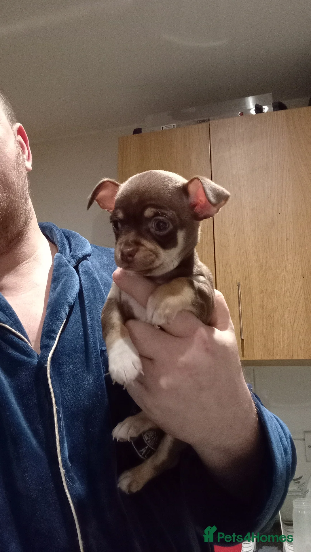 Chihuahua dogs for sale: Chihuahua puppies female x2 - Advert 5