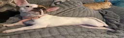 Mixed Breed dogs for sale: Beautiful French bulldog X Boston Terrier female - Advert 2