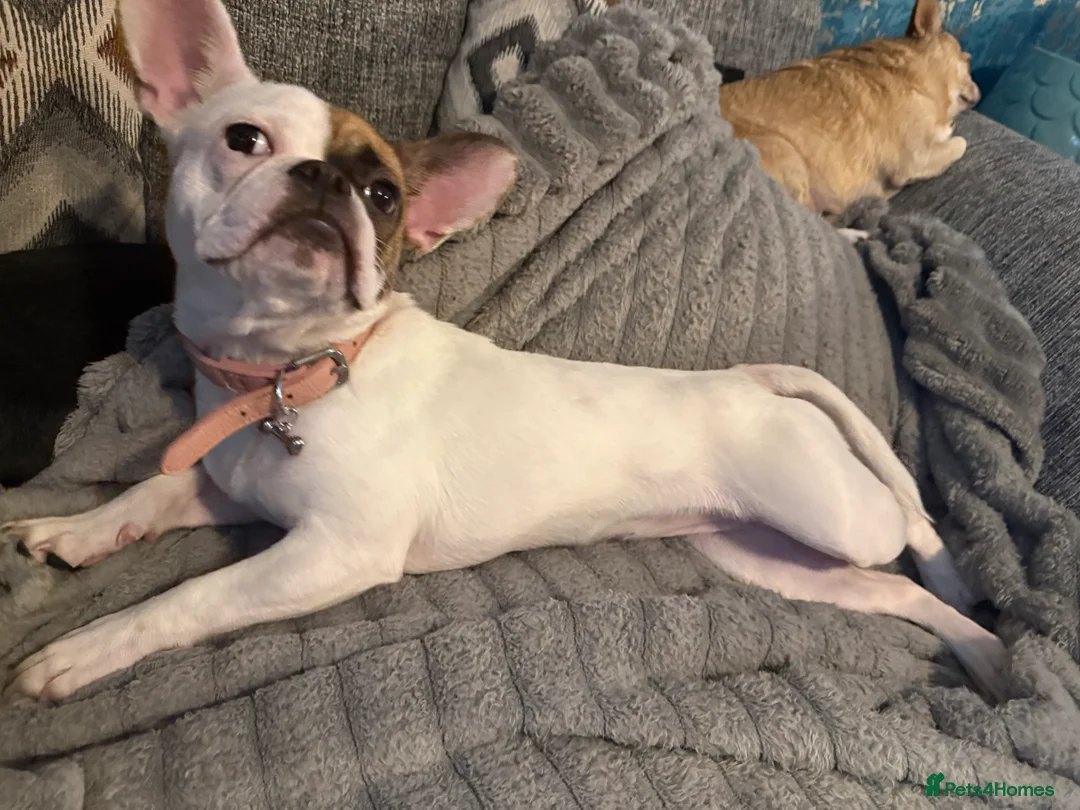 Mixed Breed dogs for sale: Beautiful French bulldog X Boston Terrier female - Advert 2