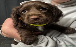 Sprocker dogs for sale: 2 x sprocker pups for sale  - Image 6