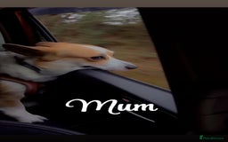 Welsh Corgi Pembroke dogs for sale: Welsh Pembroke corgis  - Image 6