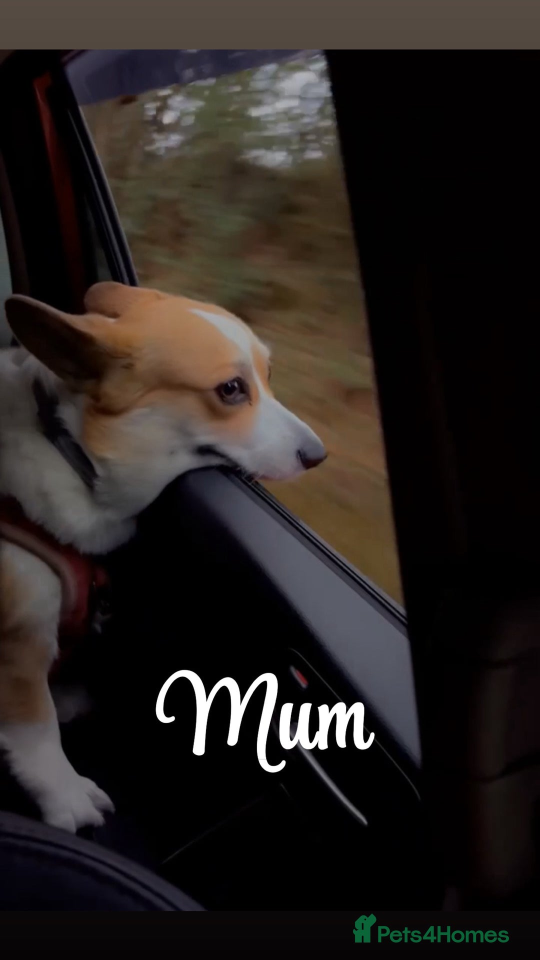 Welsh Corgi Pembroke dogs for sale: Welsh Pembroke corgis  - Image 6