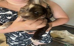 Cocker Spaniel dogs for sale: Merl cocker spaniel puppies  - Image 27
