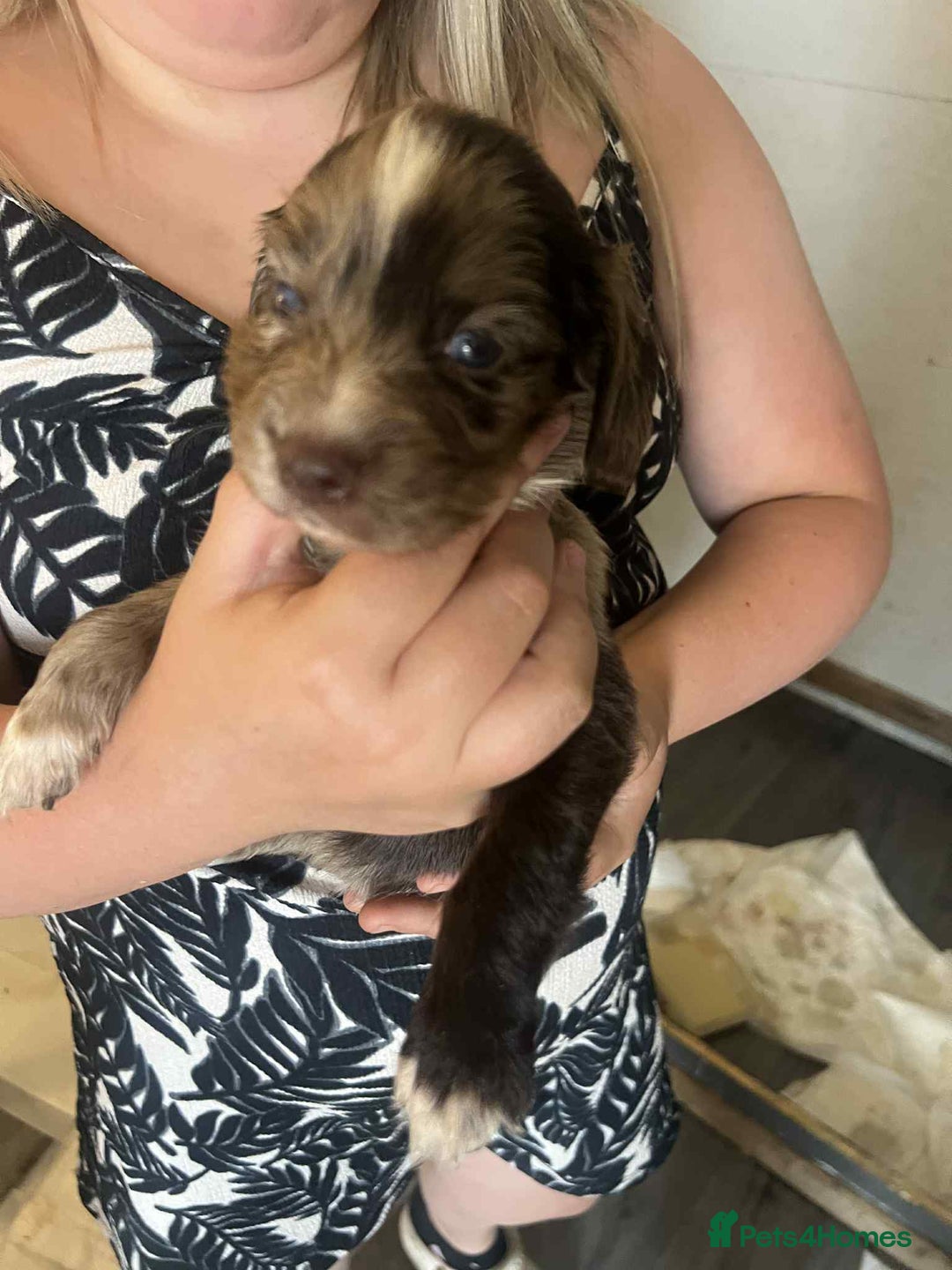 Cocker Spaniel dogs for sale: Merl cocker spaniel puppies  - Image 27