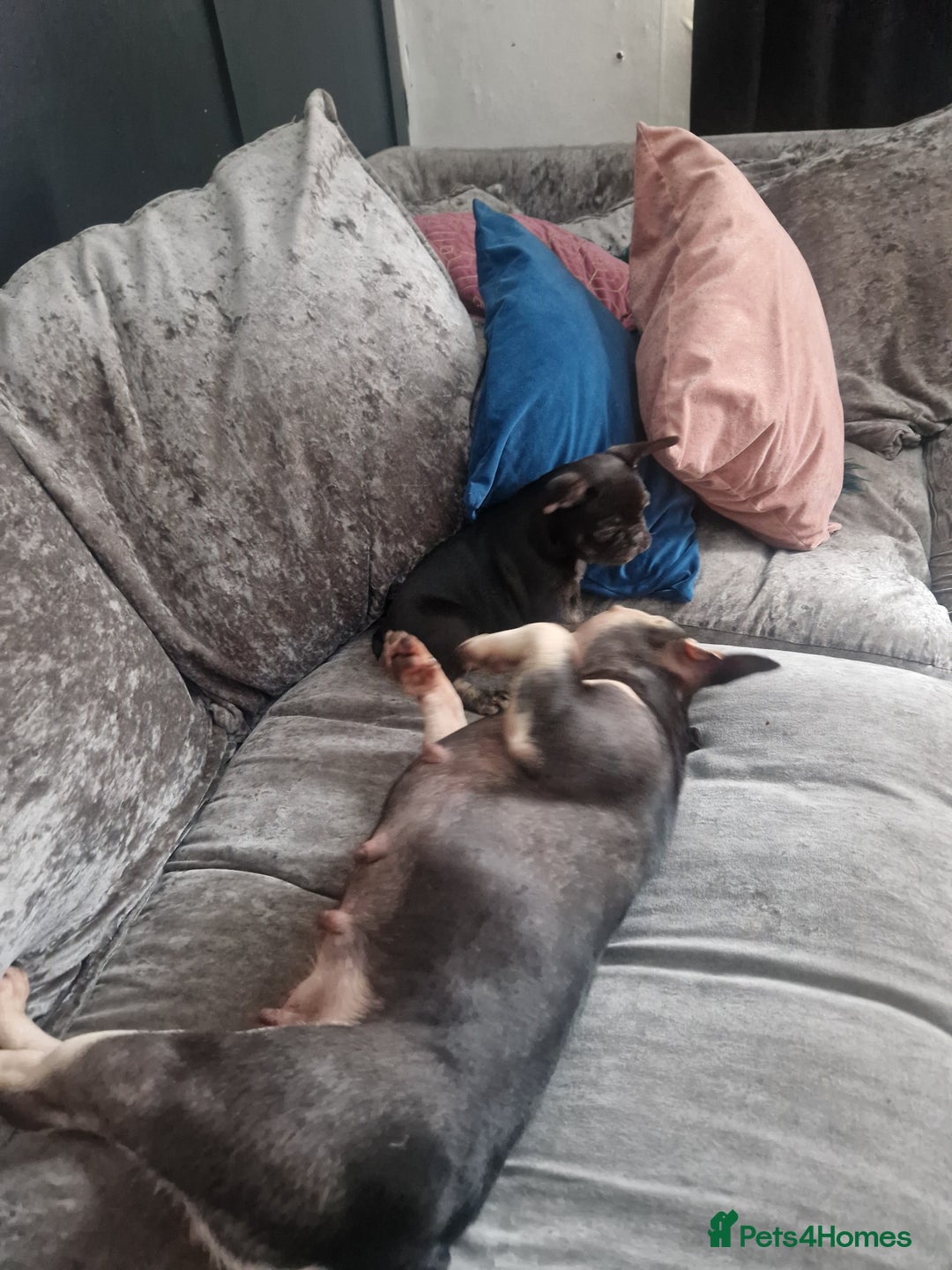 French Bulldog dogs for sale: Chocolate and tan french bulldog - Image 6